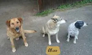 Chico