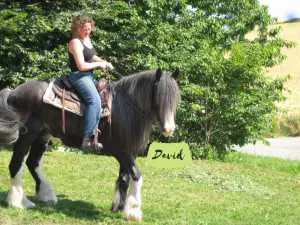 David