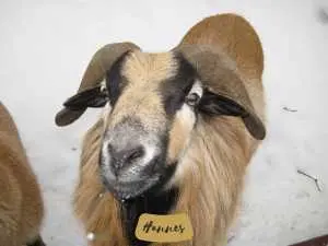 Hannes