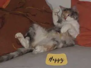 Happy