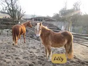 Lilly