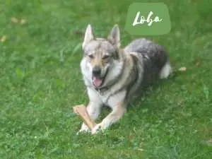 Loba