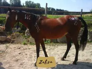 Zahra