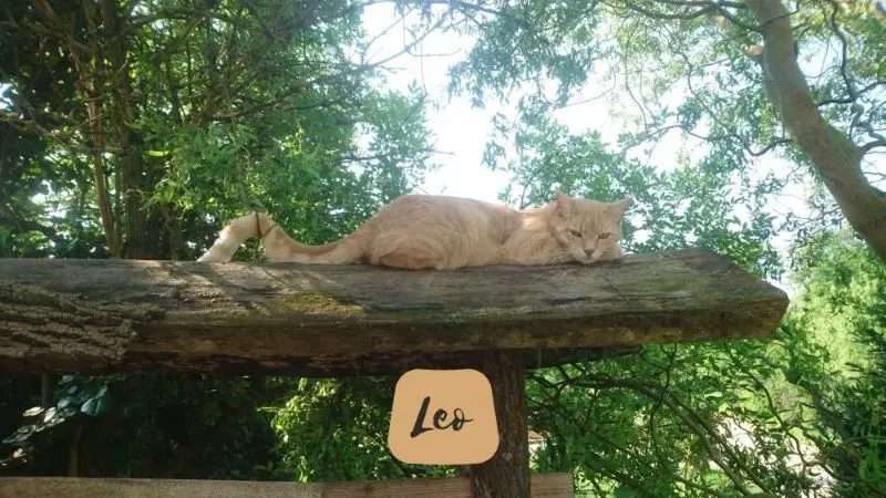 Leo